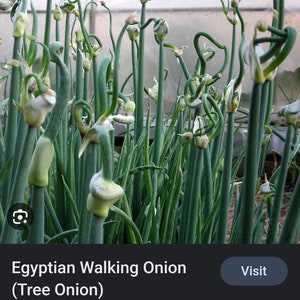 Egyptian Walking Onion