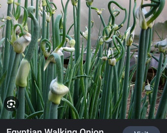 Egyptian Walking Onion 4 bulbils
