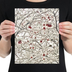 Snow Berries | 8 x 10 Poster Print