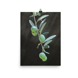 Olive Branch | 8 x 10 Poster Print