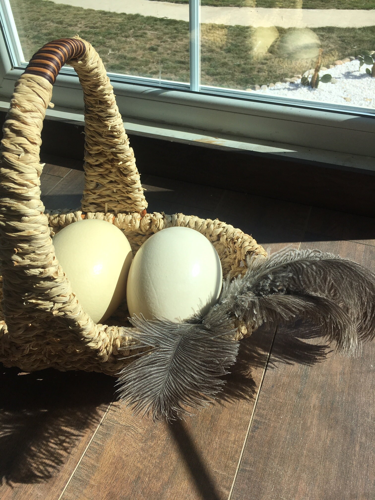 2 Large Genuine Ostrich egg shell for craft and decoration Etsy