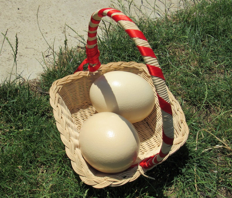 2 Large Genuine Ostrich egg shell for craft and decoration Etsy