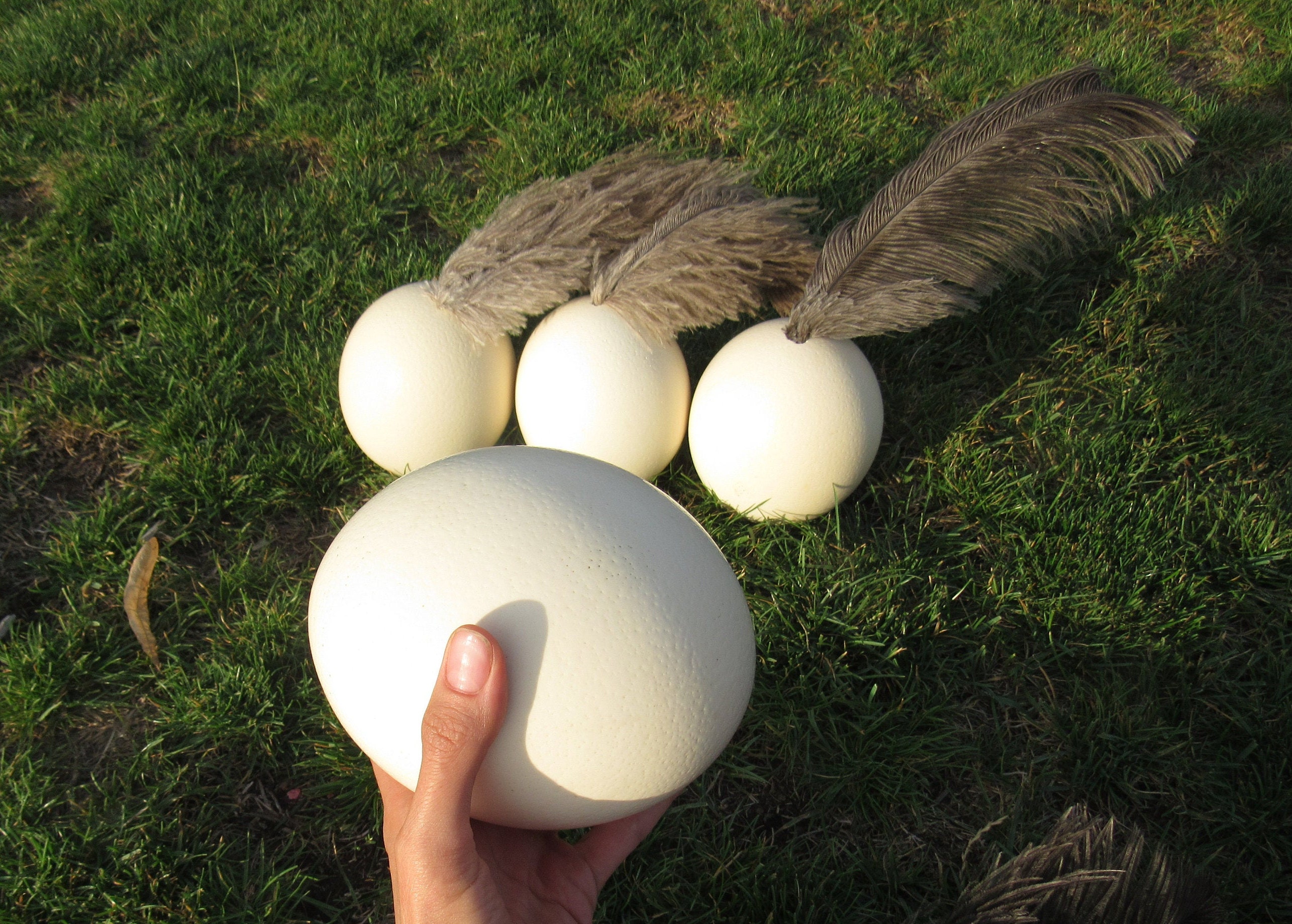 4 Large Genuine Ostrich egg shell for craft and decoration Etsy