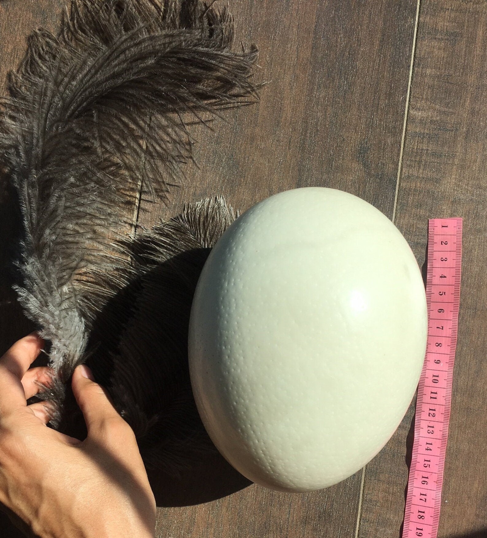 4 Large Genuine Ostrich egg shell for craft and decoration Etsy