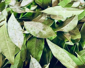 200 ct. Fresh California Bay Laurel Leaves