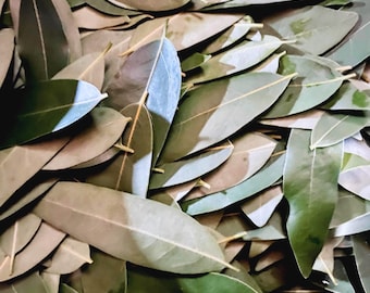 200 ct. Fresh California Bay Laurel Leaves