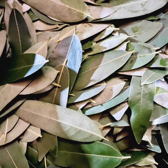 200 ct. Fresh California Bay Laurel Leaves