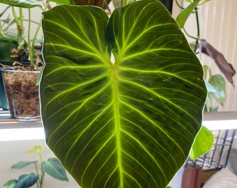 Philodendron Choco Red Rare Houseplant Philo Luxurians Etsy