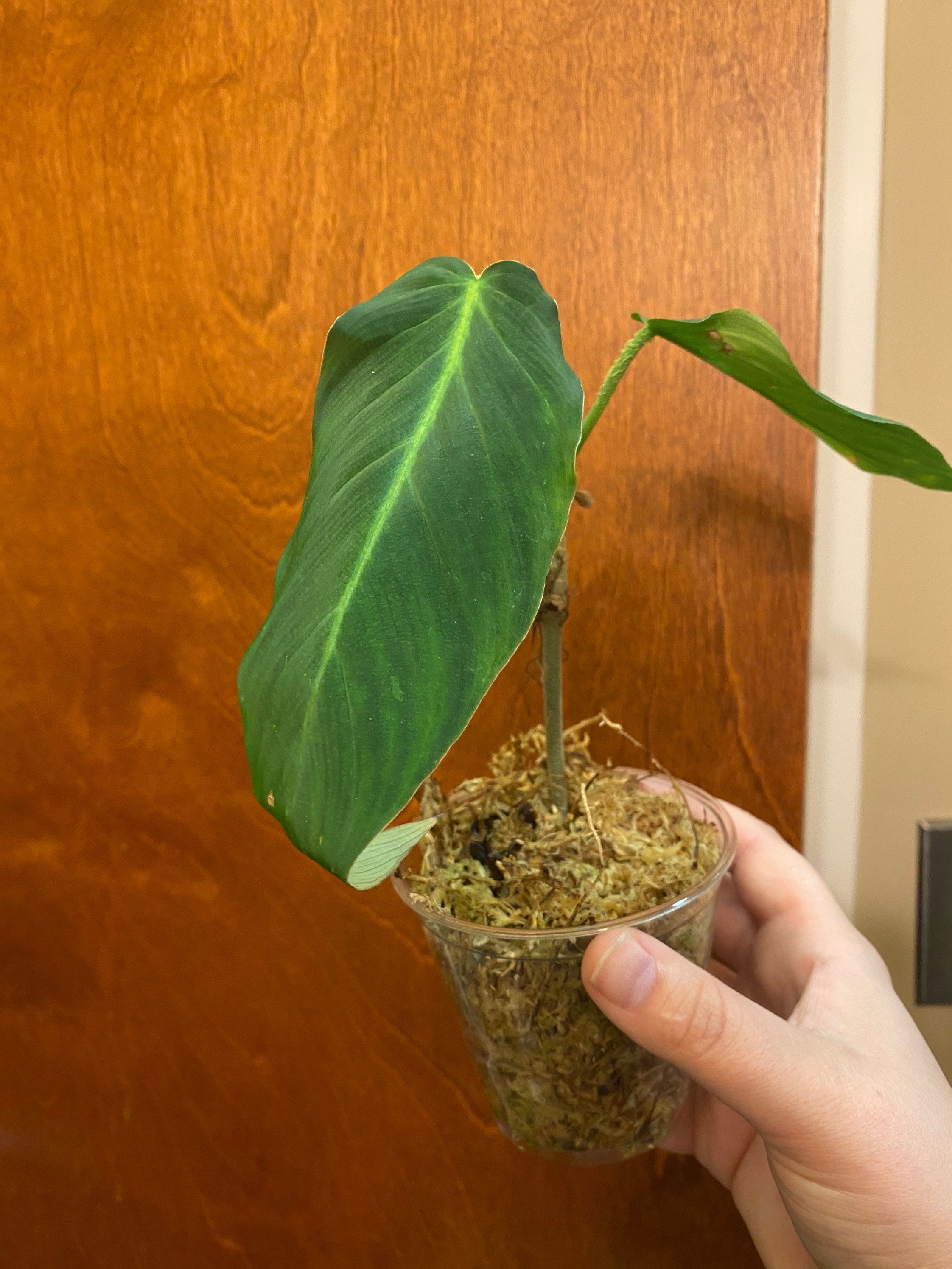 Rare Philodendron Nanegalense Cf Etsy
