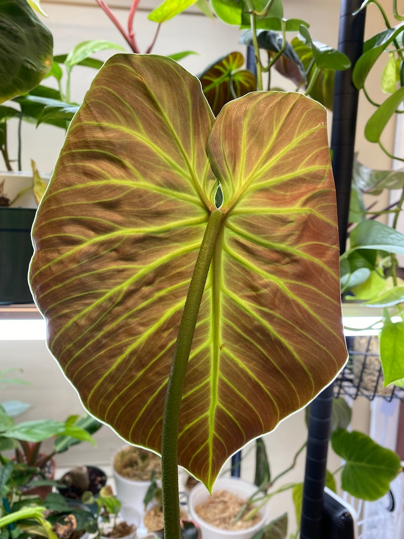 Philodendron El Choco Red Etsy