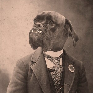 Victorian Boxer Dog