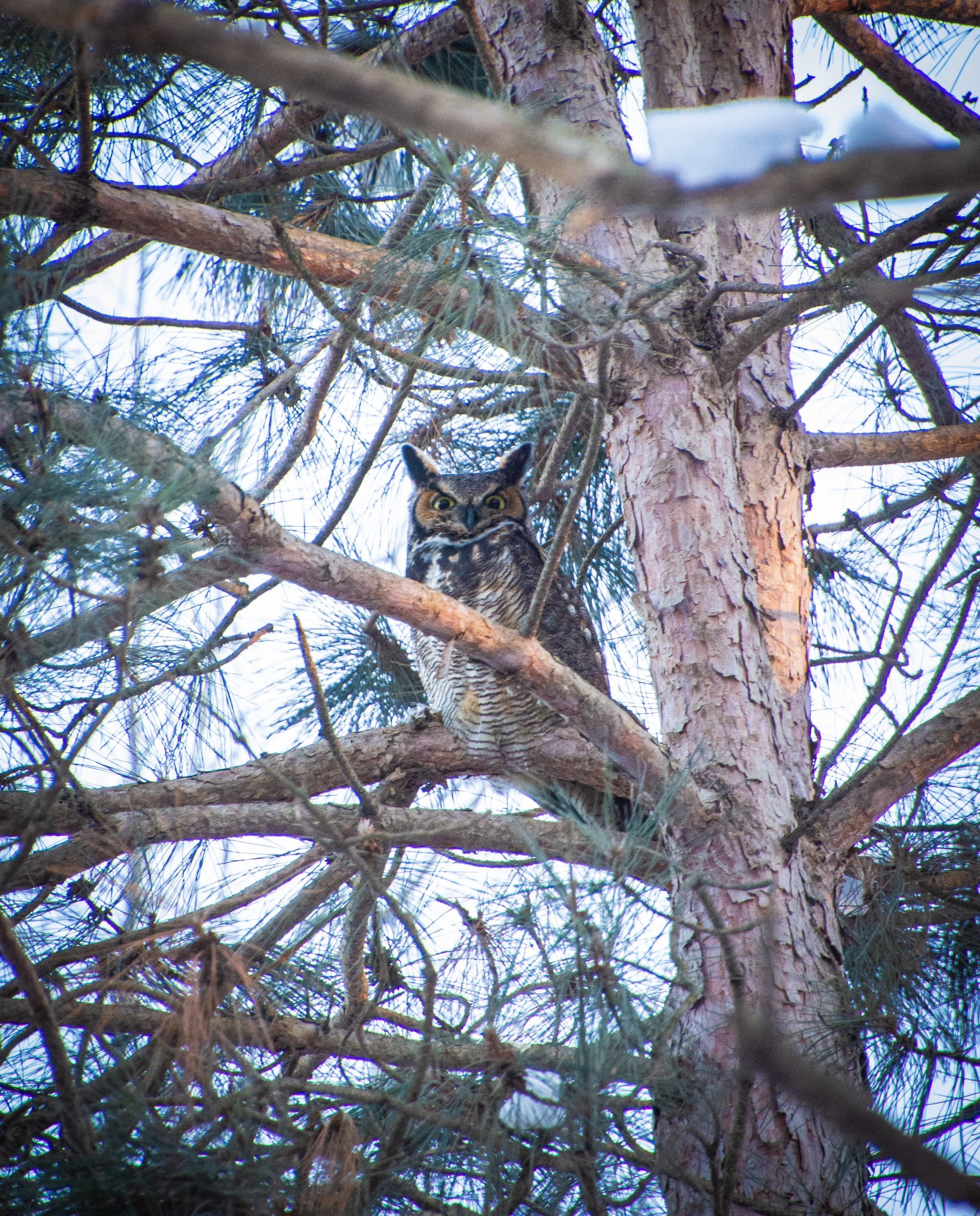 Great Horned Owl | Island Lake State Recreation Area | Michigan Photography | Wildlife | Canvas Prin