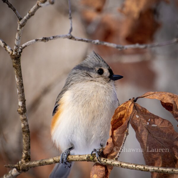 Tufted Titmouse | Perching Bird | Kensington Metropark | Michigan Photography | Canvas Print