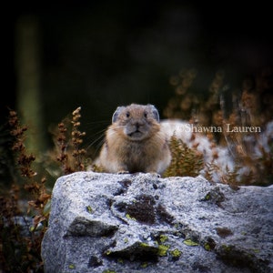 Pika In The Boulders | Leinwanddruck | Grand Teton Nationalpark | Wyoming | Fotografie