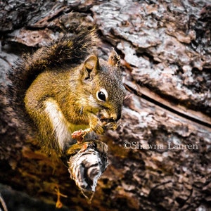 American Red Squirrel | Grand Teton National Park | Wyoming | Photography | Canvas Print