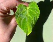 Philodendron Verrucosum top cutting