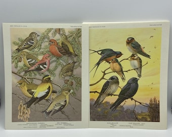 Vintage Bird Portraits in Color Lithograph Plates Allan Brooks Weber Lot of 12
