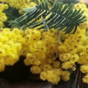 Felted flowers yellow mimosa branch Bild 6