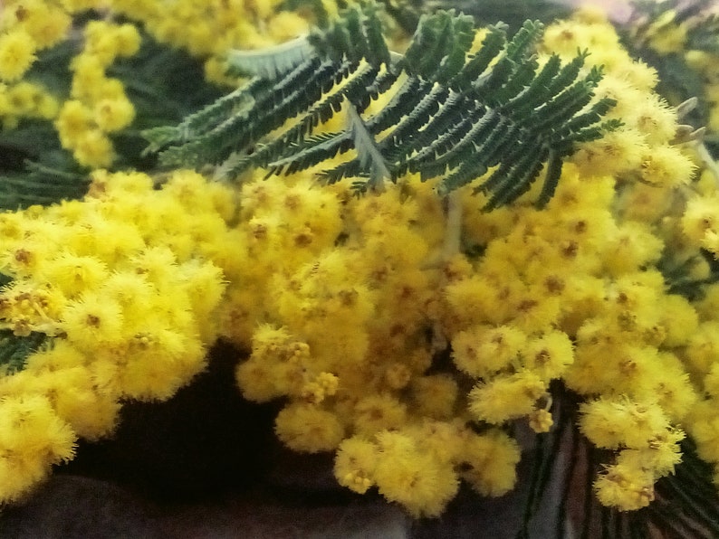 Felted flowers yellow mimosa branch Bild 6