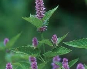 Anise Hyssop seeds