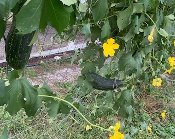 Luffa Gourd (Sponge)