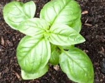 Genovese Basil