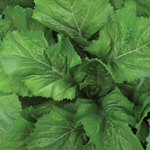 Florida Broadleaf Mustard Greens