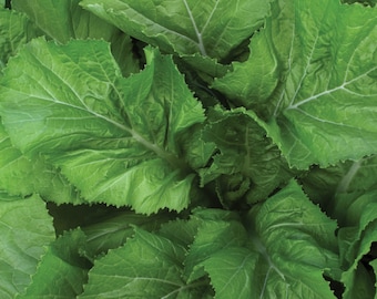 Florida Broadleaf Mustard Greens