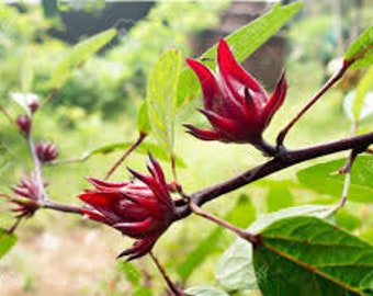Red Sorrel (Jamaican Hibiscus)