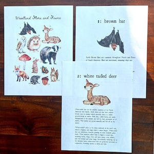 Può includere: Guida illustrata alla flora e fauna del bosco, con un pipistrello marrone, un cervo dalla coda bianca, un gufo, un riccio, un tasso, un fungo, un coniglio, una farfalla, una volpe, un procione, una ghianda e uno scoiattolo. La guida include descrizioni di ogni animale.