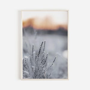Könnte beinhalten: Nahaufnahme einer gefrorenen Pflanze mit zarten lila Blüten vor einem verschwommenen Hintergrund eines Sonnenuntergangs.