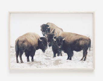 Impressão de arte de parede de búfalo, arte de parede de bisonte, rebanho de búfalos, bisonte imprimível, impressão de bisonte americano, arte de parede de búfalo, impressão rústica de bisonte, arte de cabine