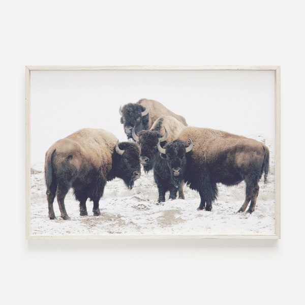 Buffalo Wall Art Print, Bison Wall Art, Herd Of Buffalo, Printable Bison, American Bison Print,Buffalo Wall Art,Rustic Bison Print,Cabin Art