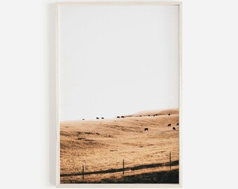 Modern Farmhouse Cow Pasture Golden Field Printable Wall Art, Large Poster, Black Angus Cattle, Land To Sky, Wild Western Art, Digital Print