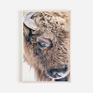 Bison Print, Wildlife Photography, Rustic Farmhouse Printable Decor, Animal Large Wall Art, Yellowstone Bison Photo, Animal Poster Art