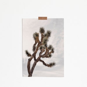 May include: A close-up of a Joshua tree with a light brown trunk and green leaves against a cloudy sky.