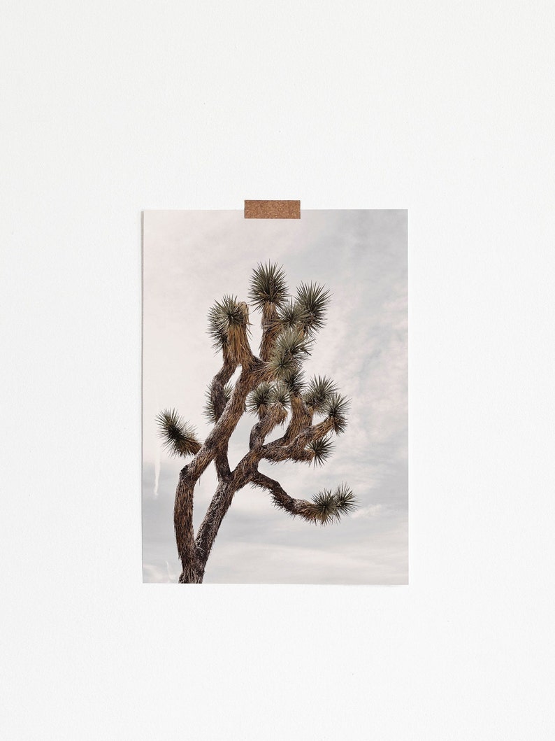 May include: A close-up of a Joshua tree with a light brown trunk and green leaves against a cloudy sky.