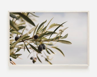 Olive Branch in Greece, Botanical Print, Dusty Green Photo, Greece Print, Olive Tree Photo, Olive Branch Decor, Mediterranean Wall Art