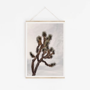 May include: A framed photograph of a Joshua tree against a cloudy sky. The tree is brown and green with a unique, twisted shape.