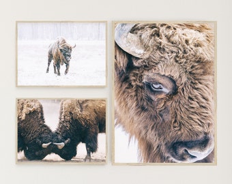 Op de afbeelding: Drie ingelijste foto's van een bruine bizon. De eerste foto toont een bizon die door een besneeuwd veld loopt. De tweede foto is een close-up van het gezicht van een bizon. De derde foto toont twee bizons die met hun hoorns vergrendeld tegenover elkaar staan.