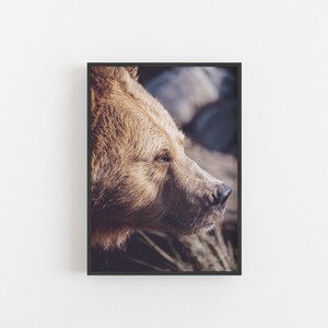 May include: Close-up of a brown bear's face, looking to the right. The bear has a light brown coat and a dark nose. The background is blurred and out of focus.