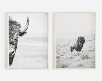 Op de afbeelding: Twee zwart-witfoto's van bizons. De eerste afbeelding is een close-up van het hoofd en de hoorns van een bizon. De tweede afbeelding toont een bizon die in een veld staat.