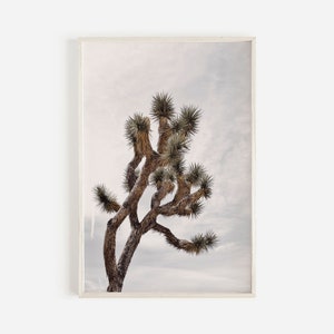 May include: A tall, twisted Joshua tree with spiky leaves against a cloudy sky. The tree is brown and the sky is a light gray.