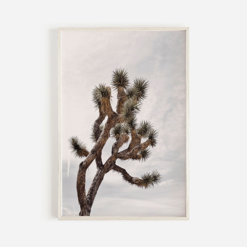 May include: A tall, twisted Joshua tree with spiky leaves against a cloudy sky. The tree is brown and the sky is a light gray.