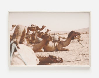 May include: A group of camels resting in a desert landscape. The camels are brown and tan, and they are lying down in the sand. The sky is a light blue, and there are some rocks and bushes in the background.