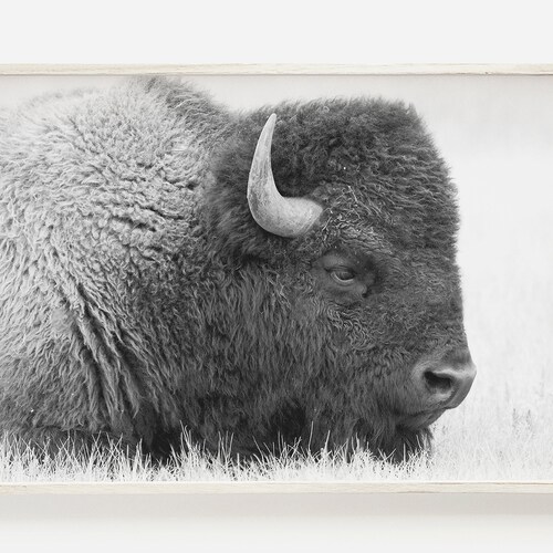 Buffalo Print Bison Wall Art Black and White Buffalo Modern Etsy