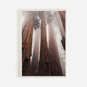 Eureka California Redwood Forest Print, Sequoia Park, Redwood Trees, Norcal Foggy Forest Print, Home Wall Art, Printable Wall Art,Wall Decor