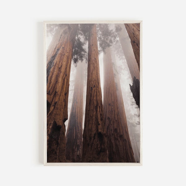 Eureka California Redwood Forest Print, Sequoia Park, Redwood Trees, Norcal Foggy Forest Print, Home Wall Art, Printable Wall Art,Wall Decor