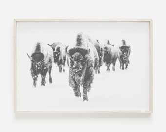 Bison Wall Art, Black White Bison Print, Buffalo Print, Black And White Printable Art, Printable Bison, American Bison Print, Bison Poster