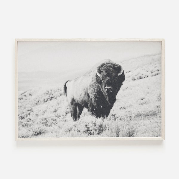 Horizontal Bison Photo, Bison Wall Art, Black and White Bison Printable